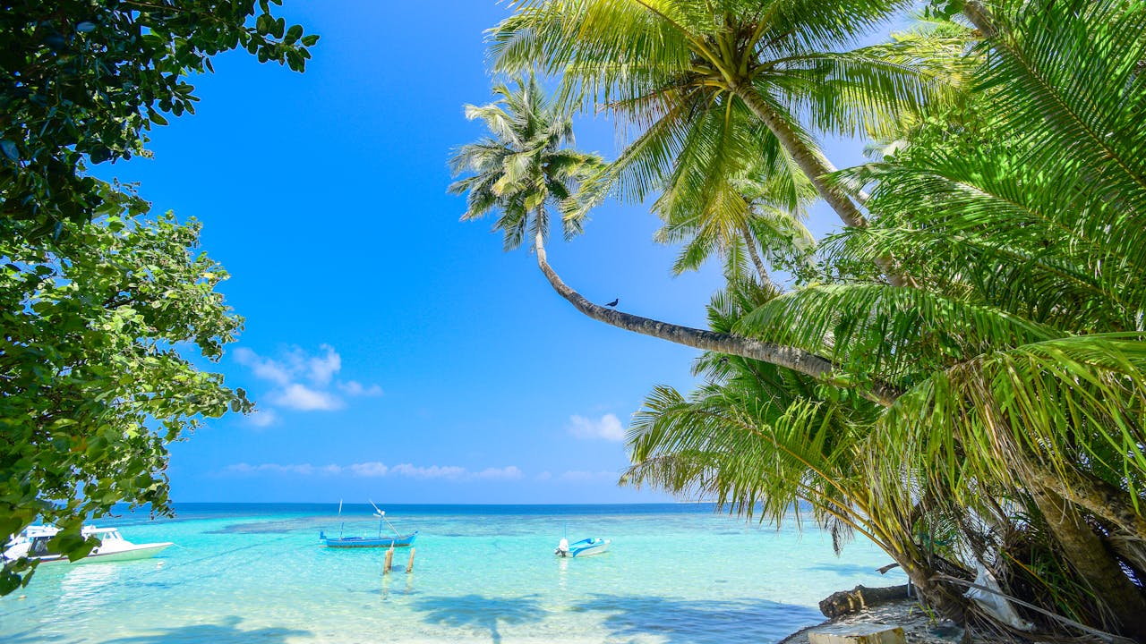 Local Marine Scientists Sound Alarm Over Unprecedented Seagrass Die-Off in St. Thomas Waters